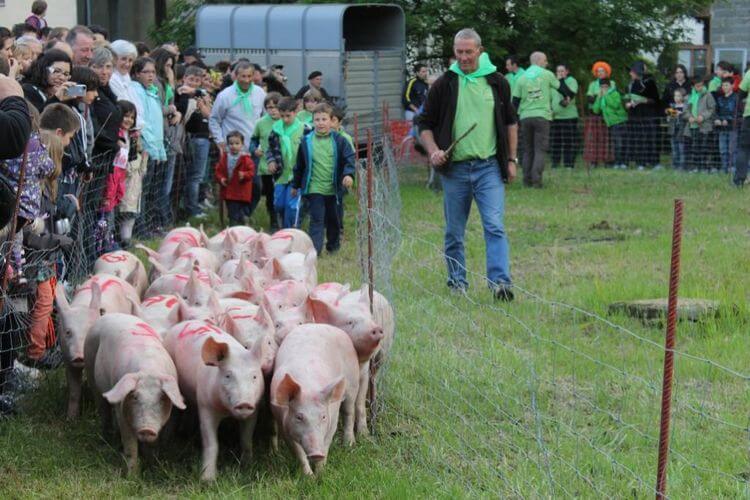 troupeau de porc rose guidés par une personne tenant un baton le long d'un grillage ou s'amasse des spectateurs